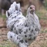 Blue Splash Marans Hen