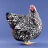 Silver Laced Wyandotte