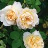 Lemon Blush rose