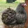 Chocolate Orpington Bantam