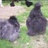 lavender-BANTAM-SILKIE