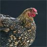 Golden Laced Wyandotte