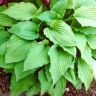 Hosta ventricosa