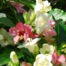 Вейгела Weigela coraeensis 2