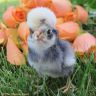 White Crested Blue Polish chick