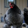 Blue Cochin Hen