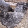 Sizzle-Silkie