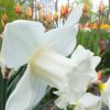 Оттенки белого. Narcissus Mount Hood