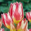Чудесная новая мультицветка. Tulip Tricolette