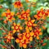 Новинки 2018. Крокосмия Crocosmia McKenzie