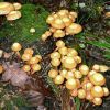 Как вырастить грибы опёнок летний