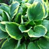 Хоста Форчуна (Hosta fortunei)