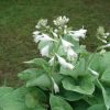 Хоста подорожниковая (Hosta plantaginea)