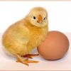 Несушки в доме: как получить и сохранить яйца