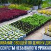 Что такое выращивание овощей по Джону Джевонсу