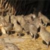 Как разводить и содержать фазанов в домашних условиях?