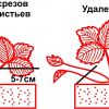 Обрезка усов и листьев клубки: когда, как и зачем