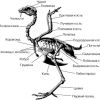 Строение скелета курицы несушки
