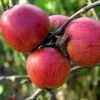 5 лучших зимостойких сортов яблонь