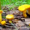 Лисичка настоящая Cantharellus cibarius (Fr.) Snell