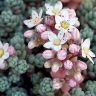 Очиток густолистный Sedum dasyphyllum