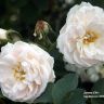 Jeanne d’Arc rose