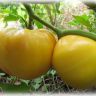 bolshoj-limonnij-okshart--2-