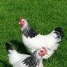 Sussex Bantam Chickens