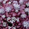 Очиток пурпурный Sedum purpureum