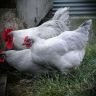 Lavender-Australorp-Rooster2