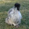 Assorted-Silver-Silkie