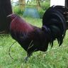 Black Game Fowl