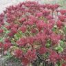 Седум ложный Sedum spurium Schorblusser Blut