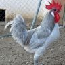 Blue Andalusian Rooster