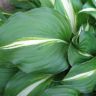 Хоста волнистая (Hosta undulata)