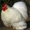 White Cochin Bantam