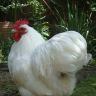 White Orpington bantam