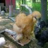 Bearded-Silkie1