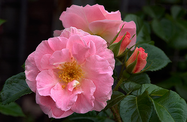 Pink Robusta rose