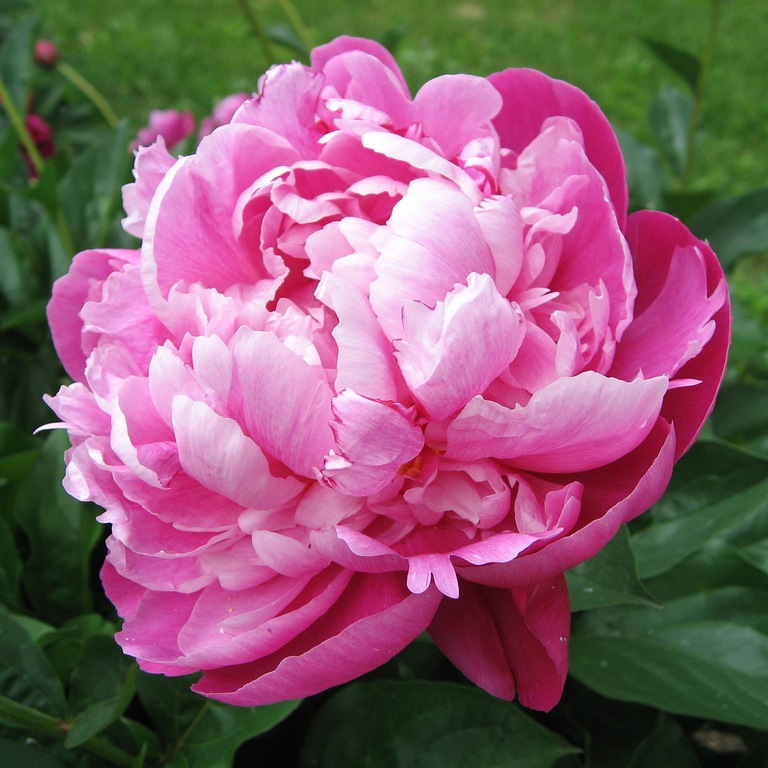 Пион молочноцветковый Paeonia lactiflora