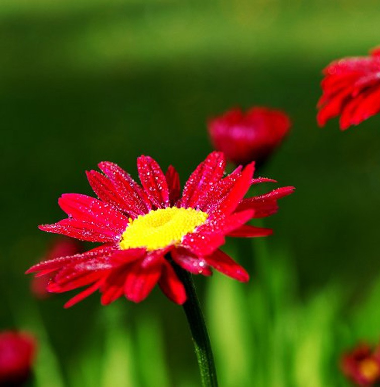 Пижма багряная Tanacetum