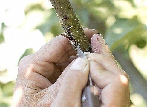 Прививка яблони летом окулировка за кору Мастеркласс