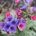 Pulmonaria (3)