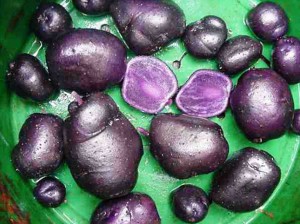 Картофель цветной сорт Purple Congo