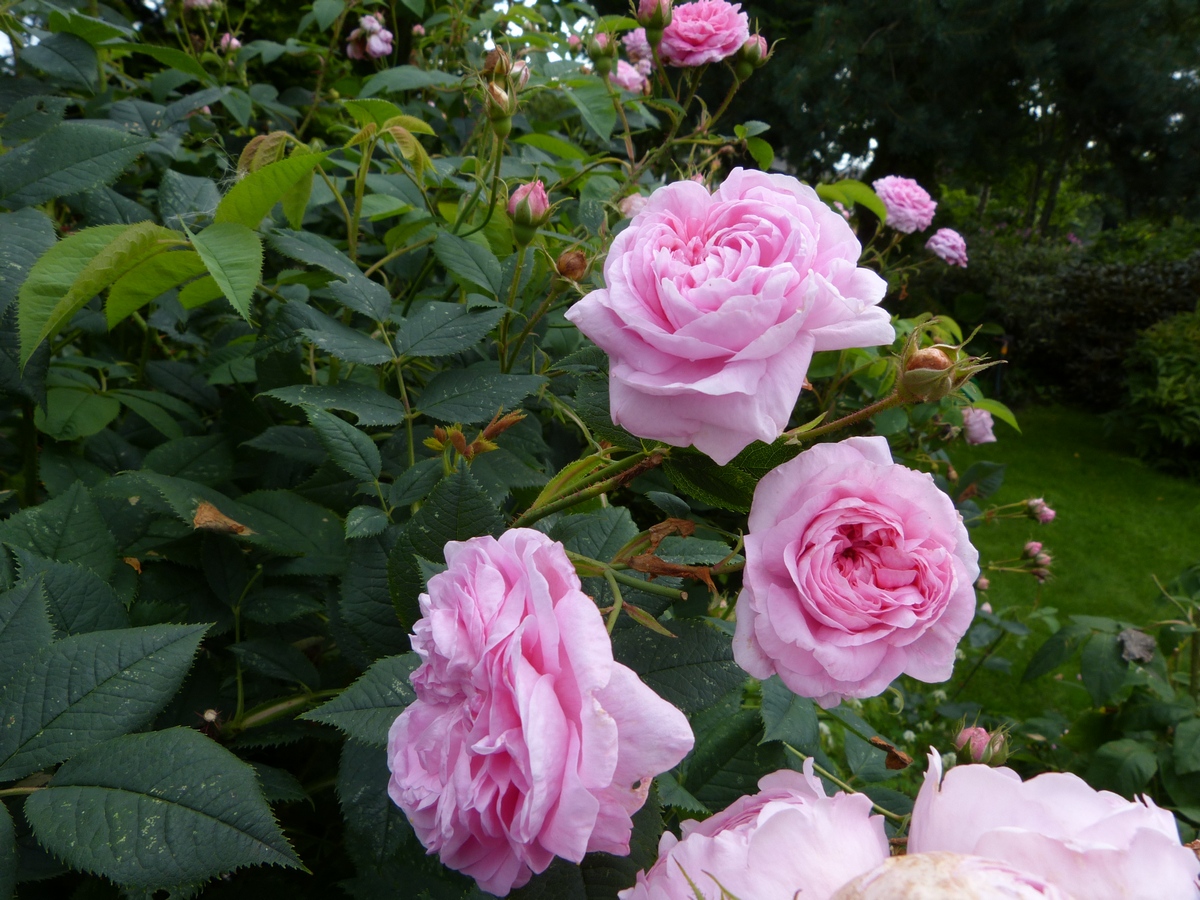 Queen of Denmark rose