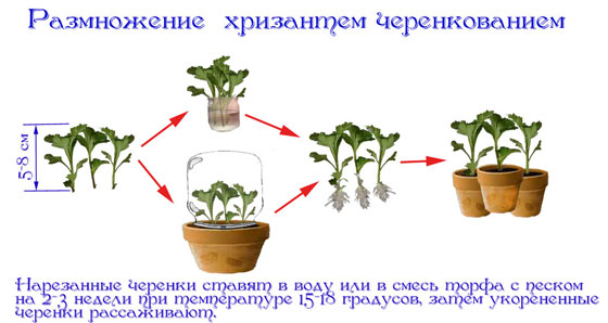 размножение хризантемы черенкованием