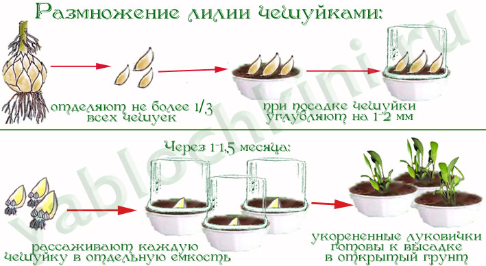 размножение лилии чешуйками