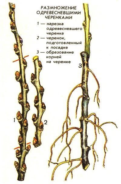 Размножение облепихи