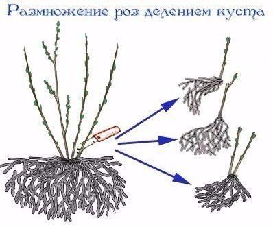 размножением роз делением куста