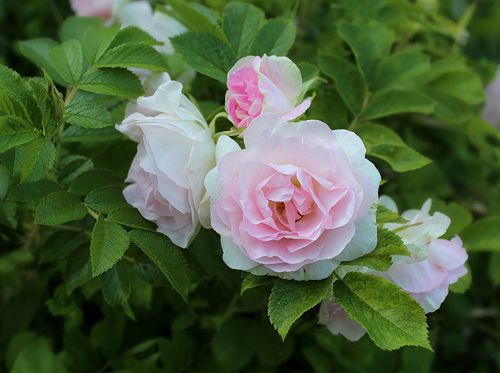 Ritausma White Pavement rose